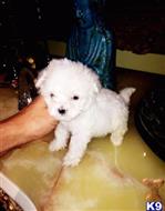 maltipoo puppy posted by NEW PUPPIES
